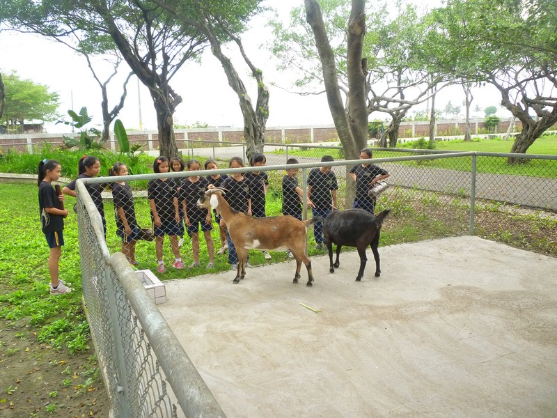 周邊幼稚園參觀山羊