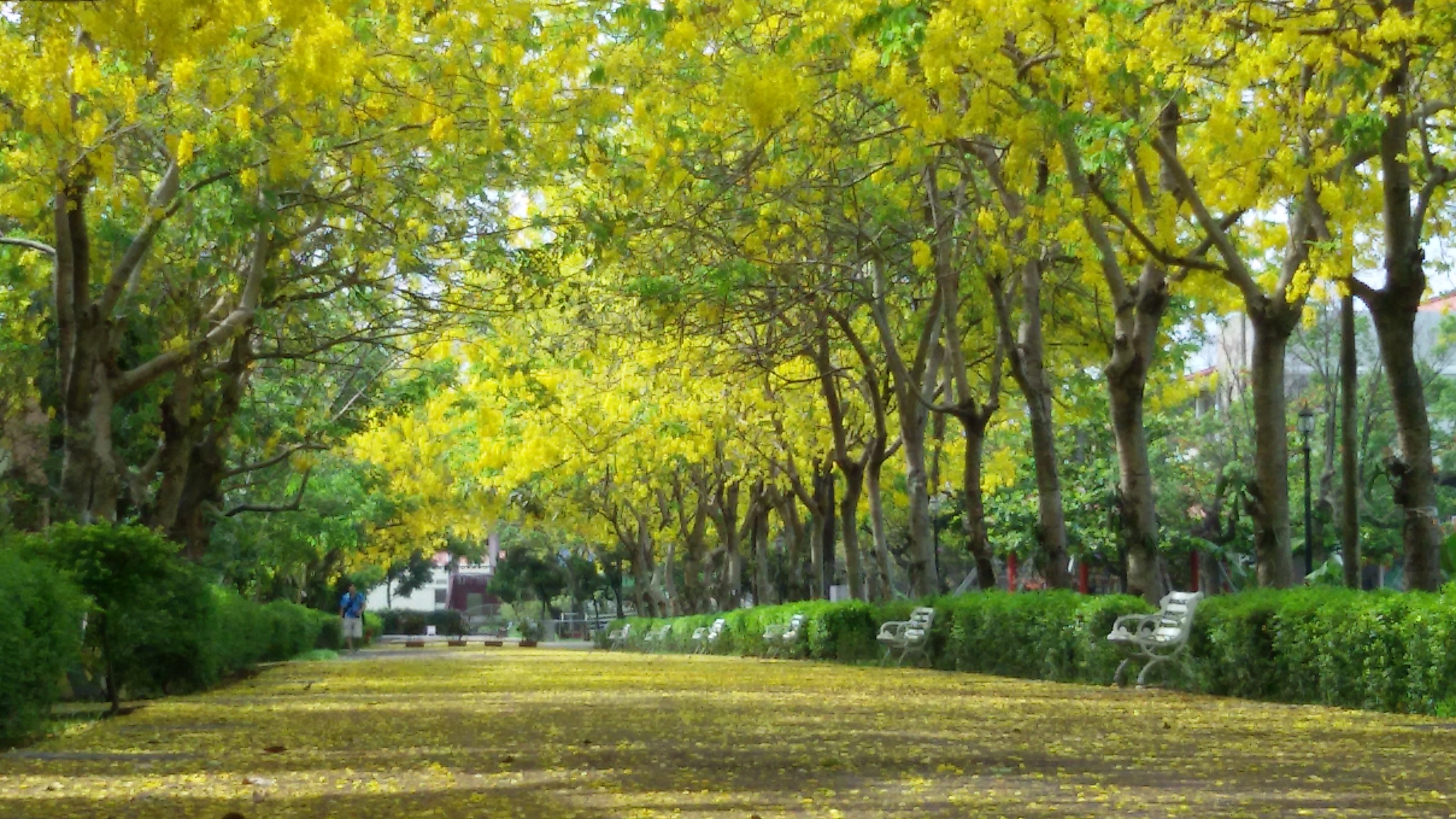 榮家阿勃勒步道