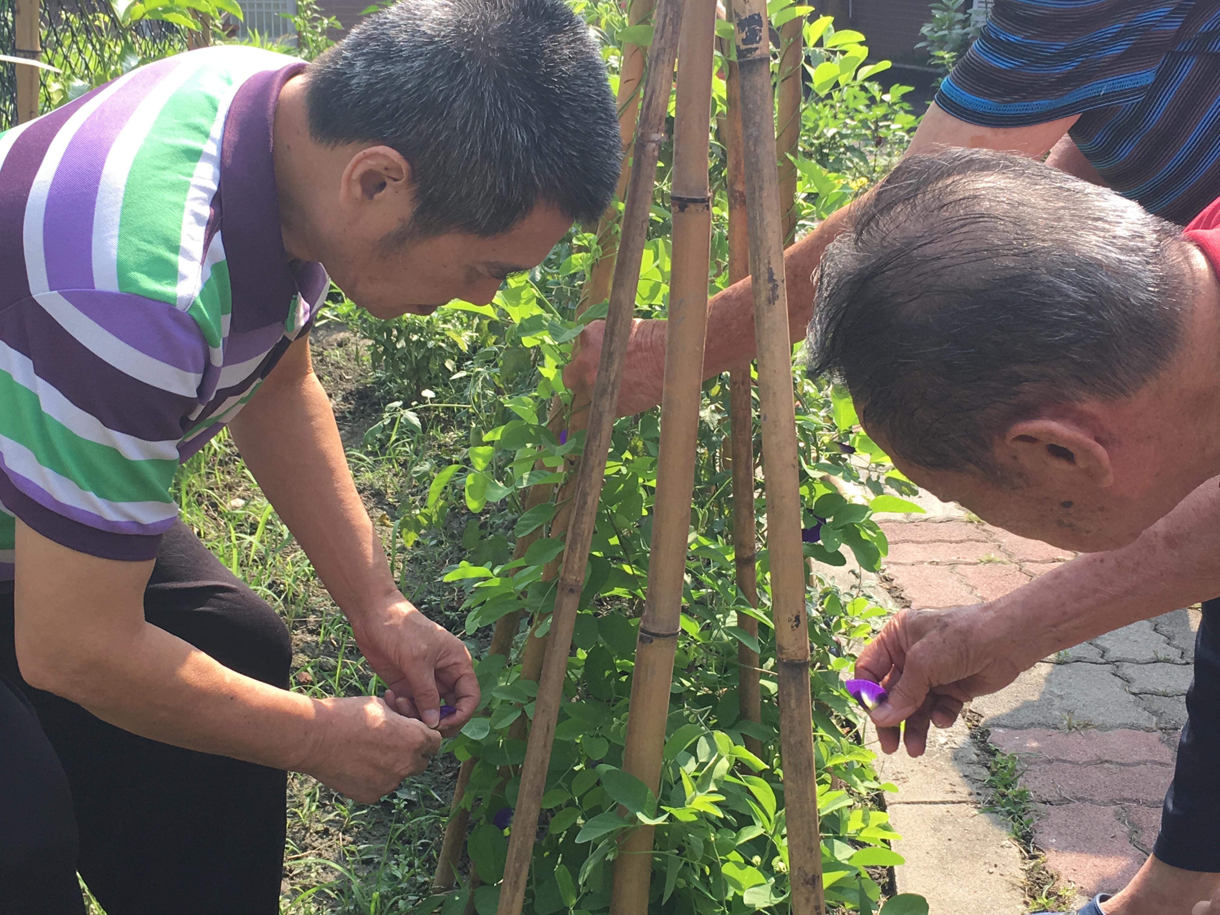 106年05月08日藍色精靈好神奇-蝶豆蜂蜜茶甜滋滋^_^忘我照護花絮