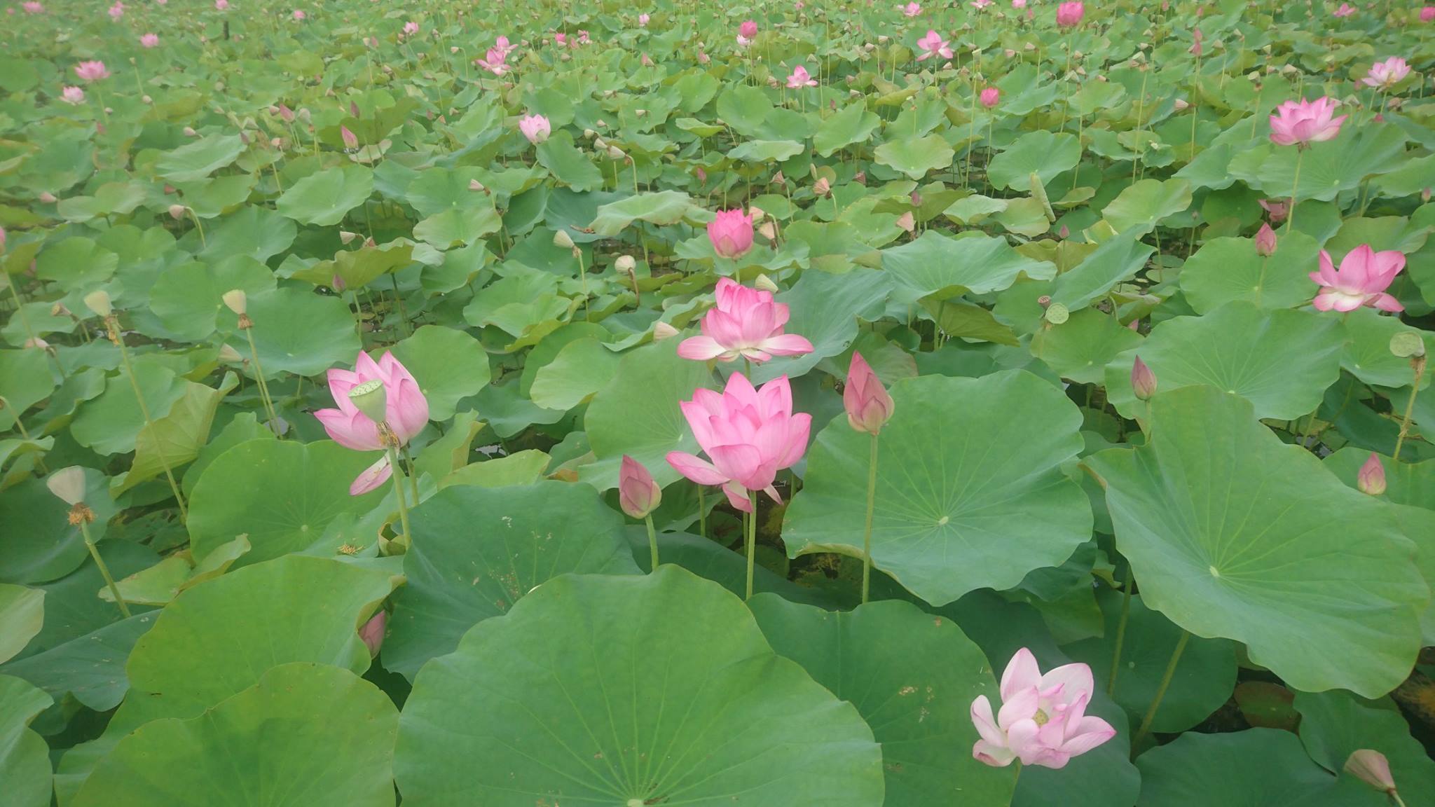 岡山榮家後花園蓮花池之美