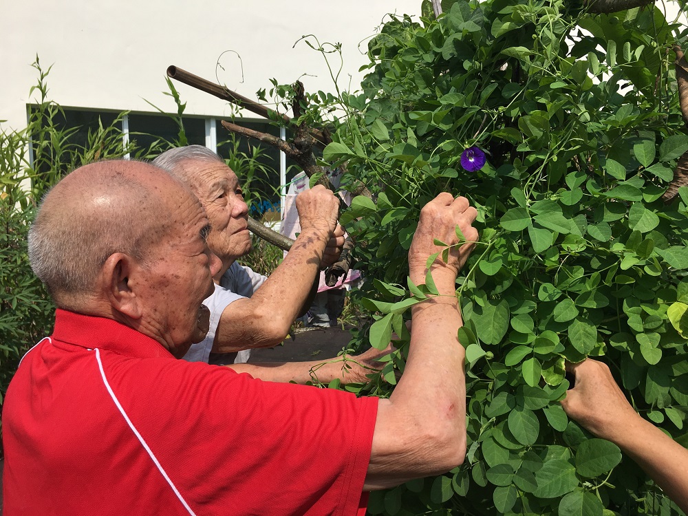 106年09月17日熱情長輩採花樂，展露蝶豆花的風情