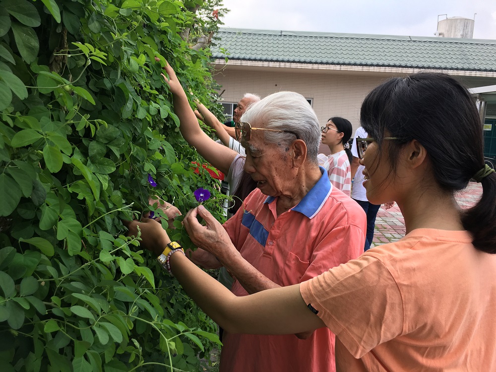 106年10月04日榮伯與年輕學子蝶豆花情緣^_^忘我照護花絮