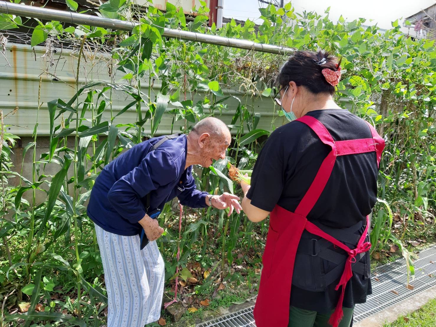 109年5月8日仁愛堂住民開心農場採集活動