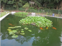 逸園自然生態錦鯉魚池