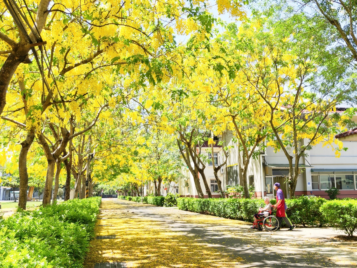 屏東榮家阿勃勒步道，於5至6月為盛開花季。
