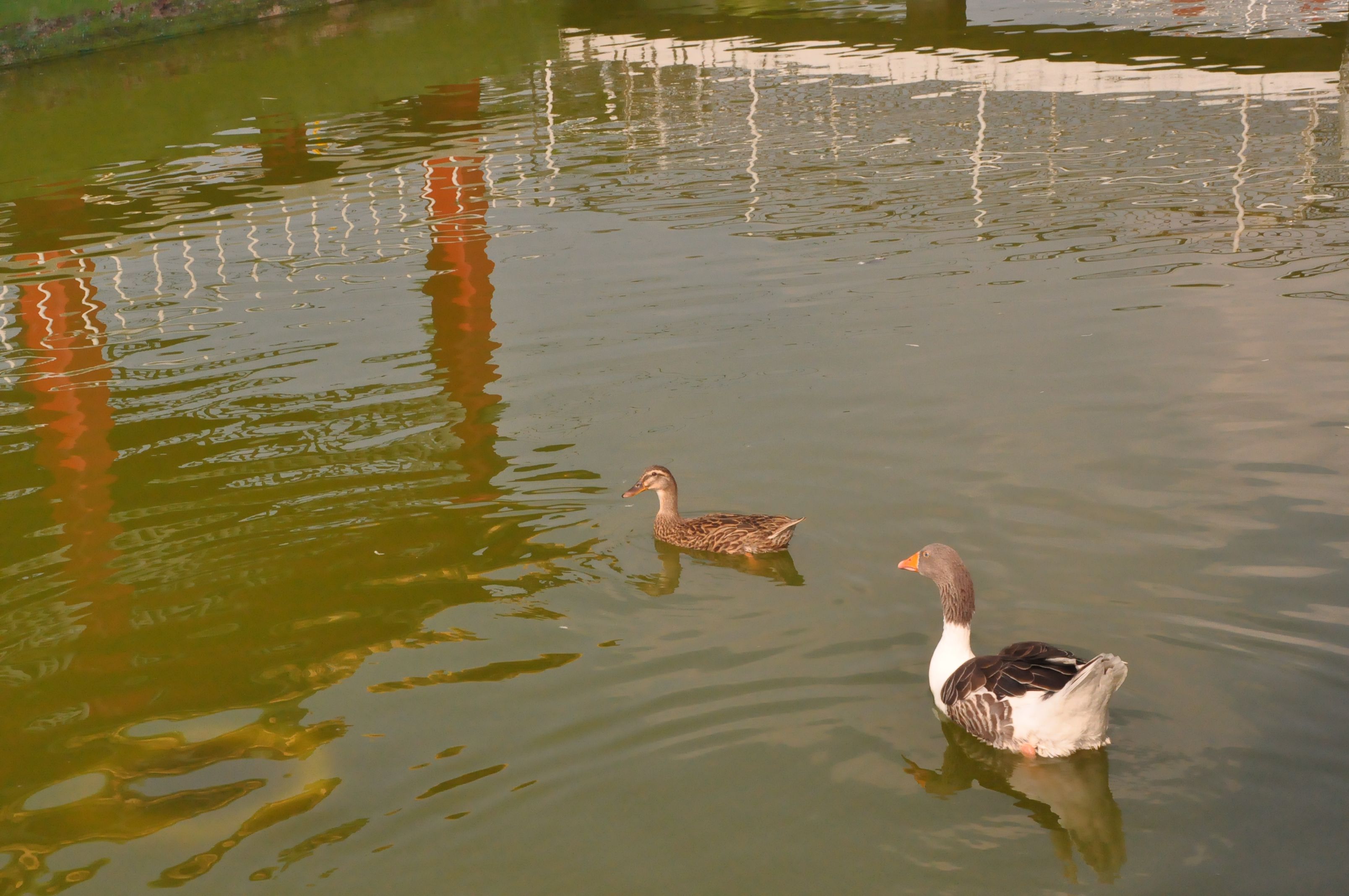 龍鳳池的鴨與鵝