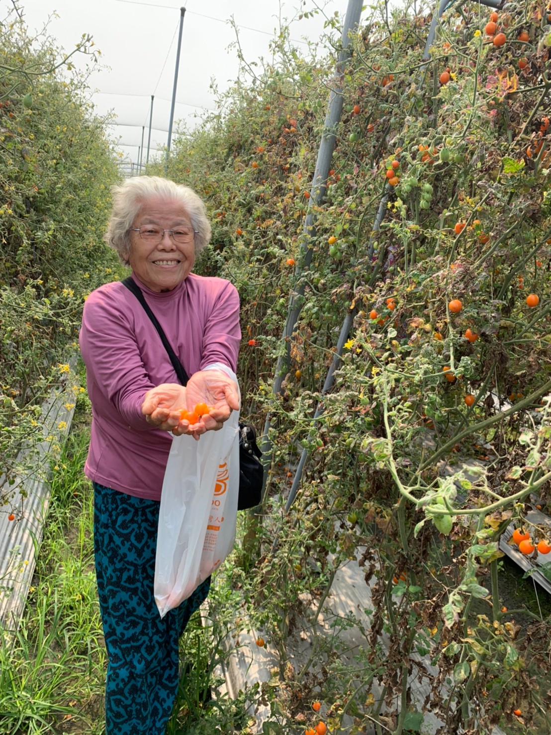 臺南榮家攜長輩走出去  樂活採果趣無窮