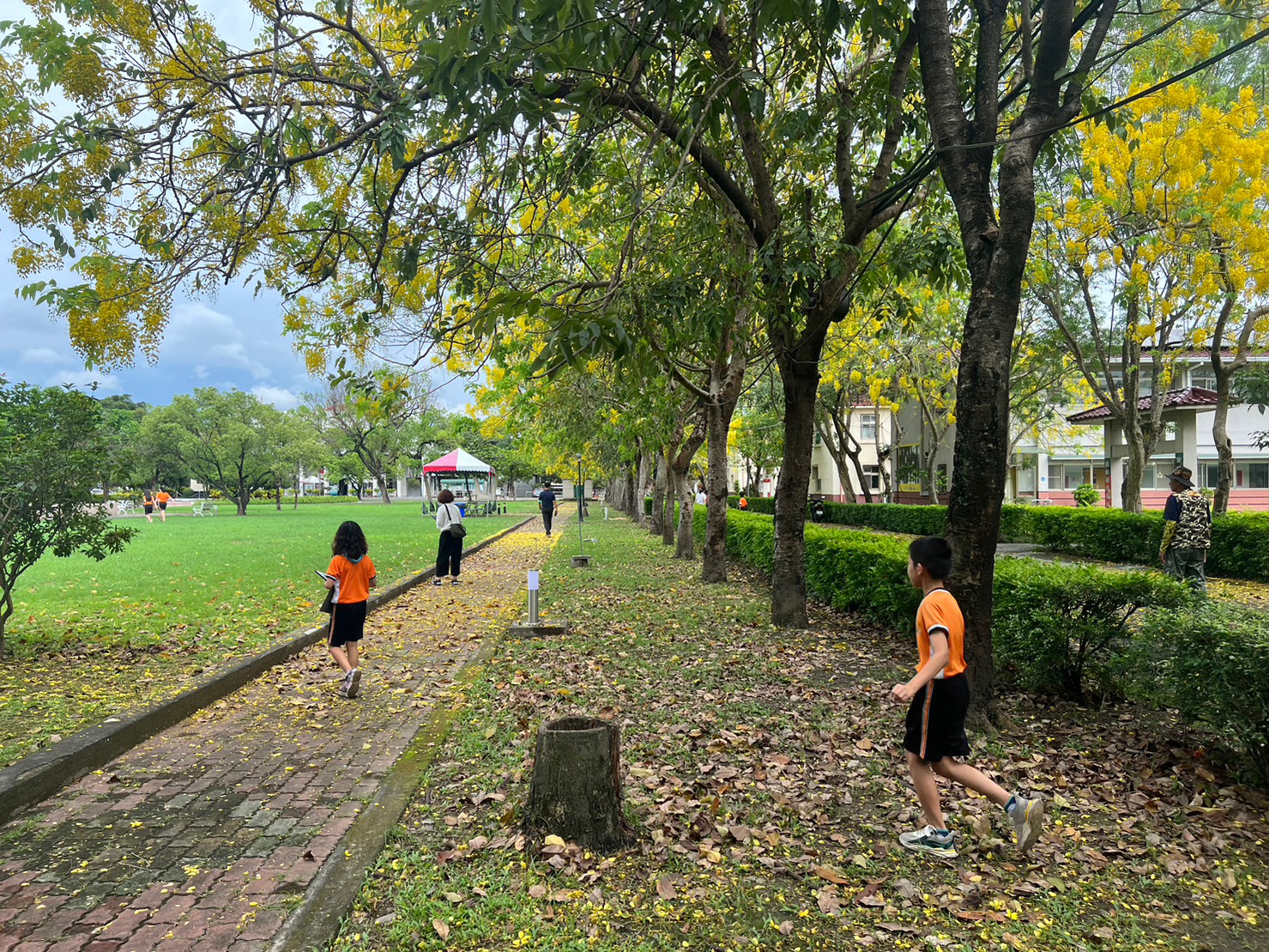 112年05月23日屏東榮家黃金雨隧道開始囉，崇文國小學生蒞家校外教學賞花