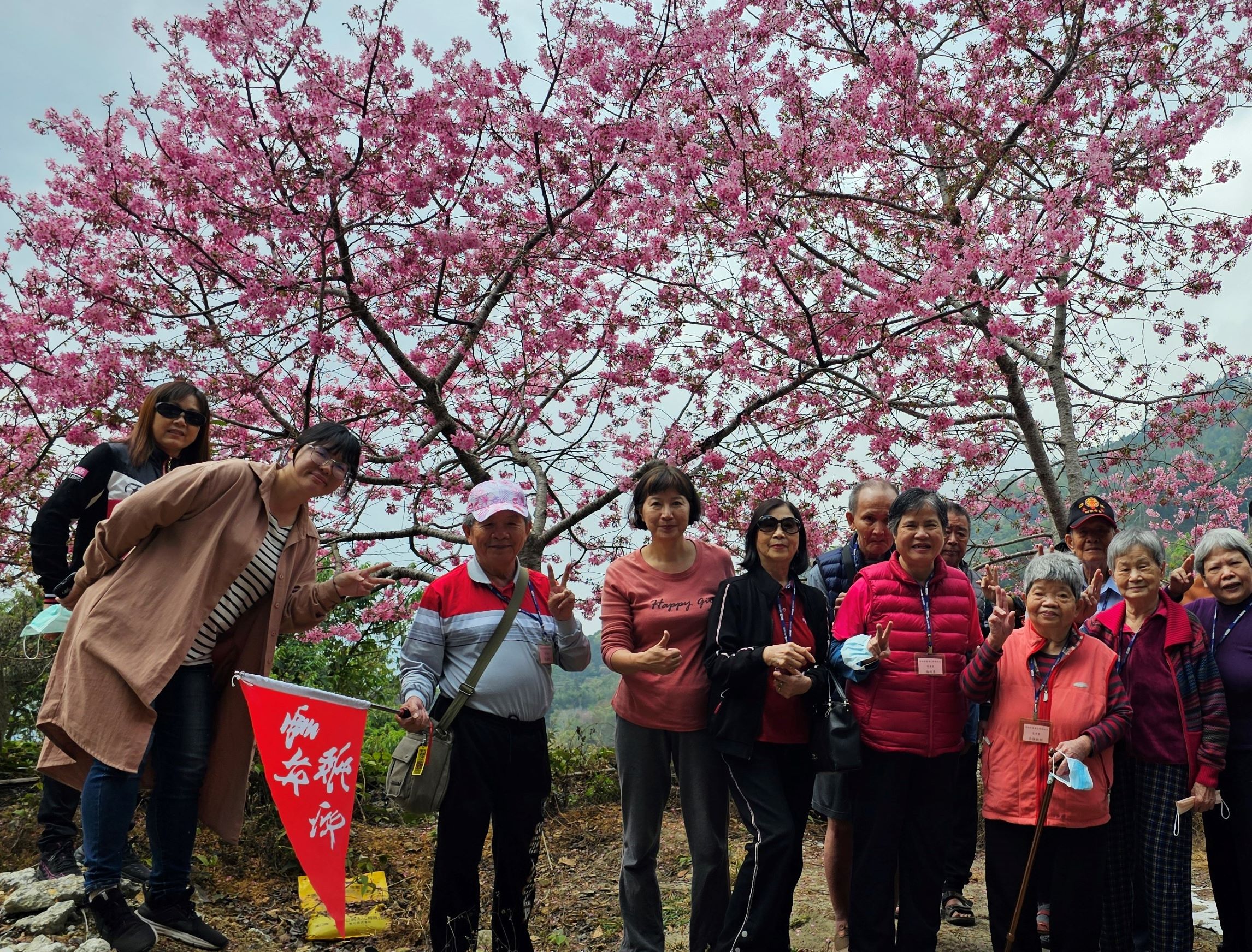 113年3月6日草嶺浪漫櫻花之旅