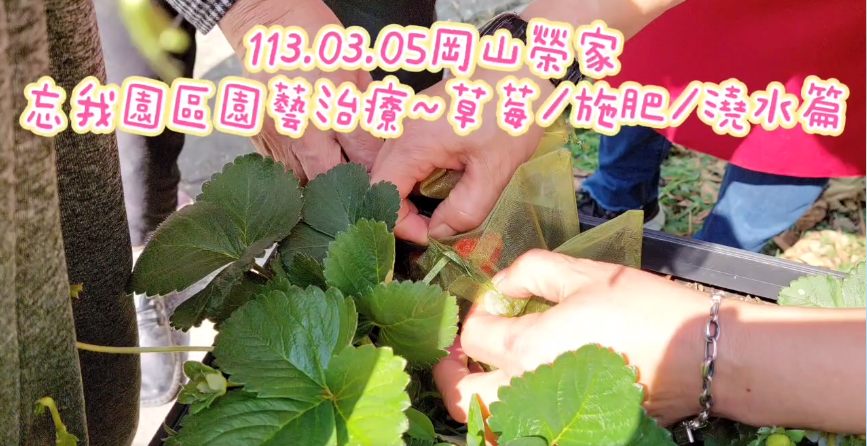 育智堂-園藝治療活動~採莓趣&追肥篇(113.03)