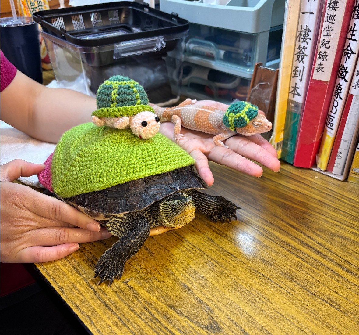 1141112照片1-萌寵守宮「橘子」及烏龜「小黃瓜」
