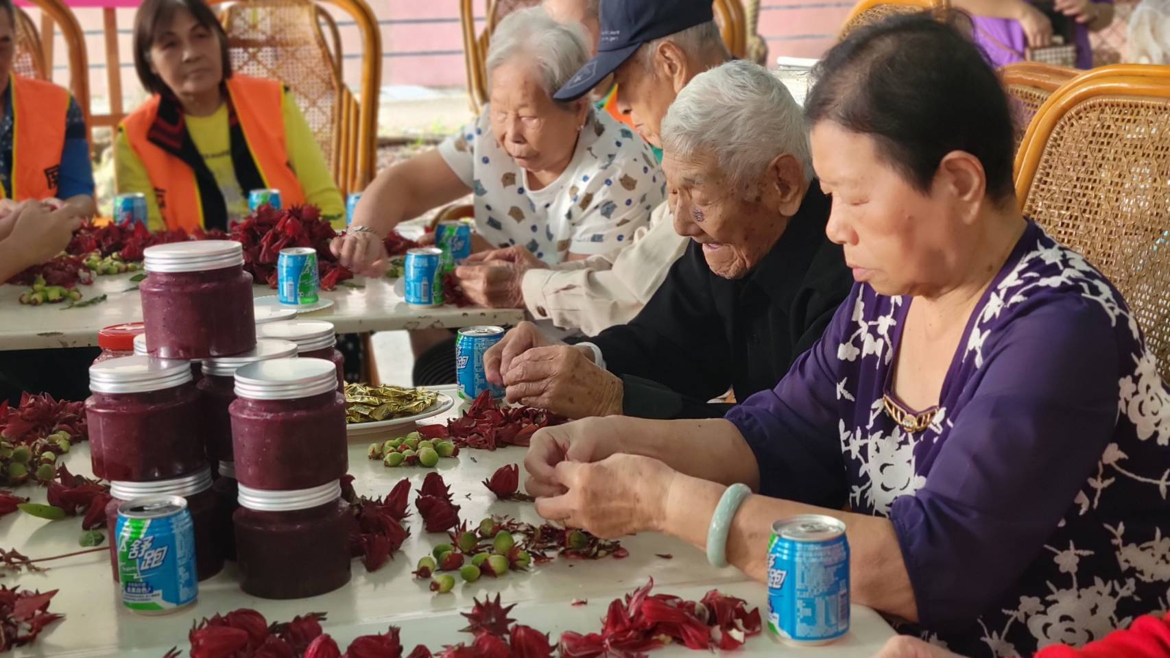 圖4人瑞楊伯伯(右2)專注整理洛神