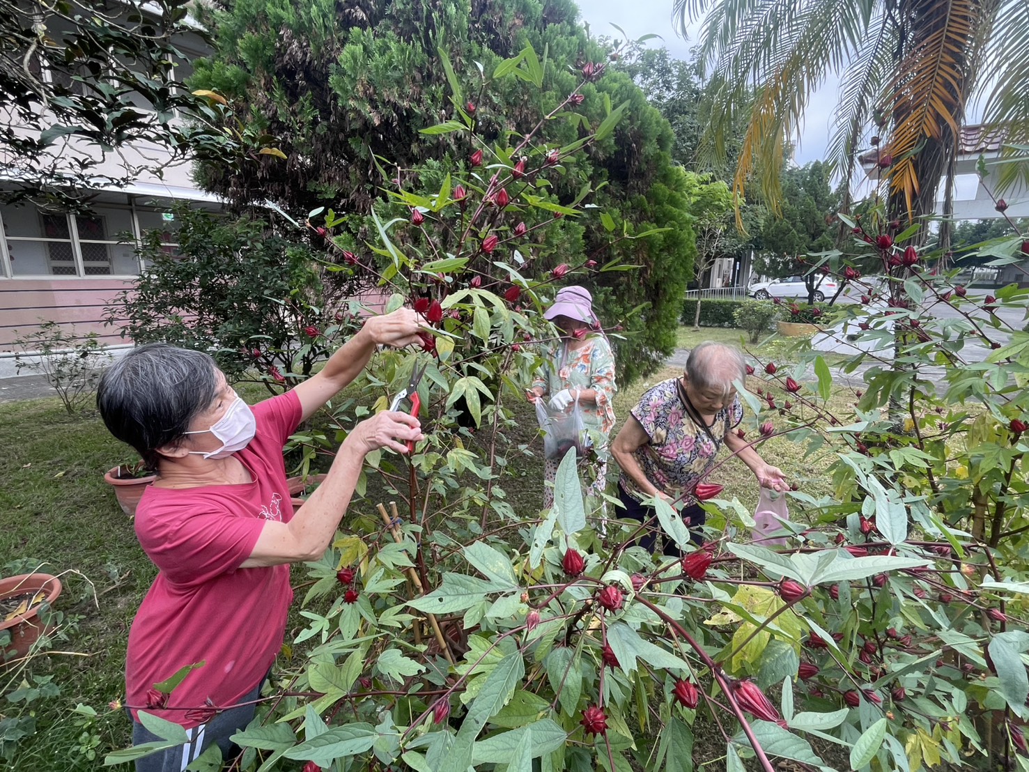 圖2:住民長輩家區內採摘洛神樂開懷