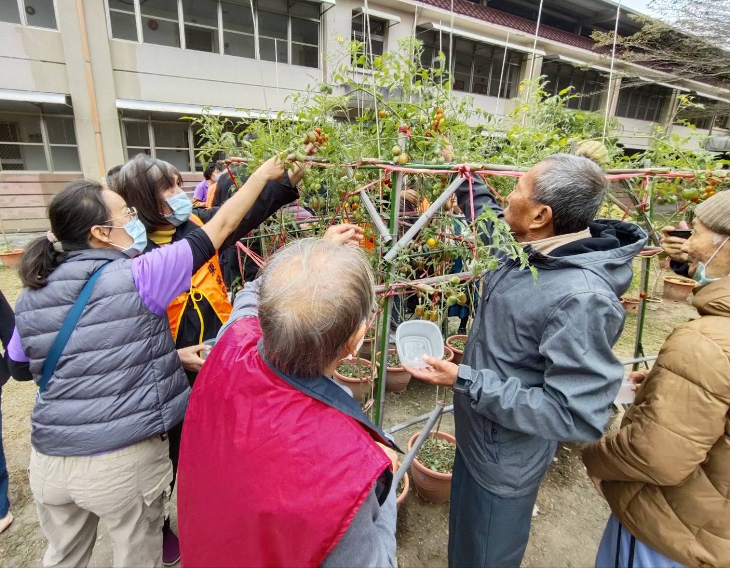 圖1:長輩開心採摘番茄