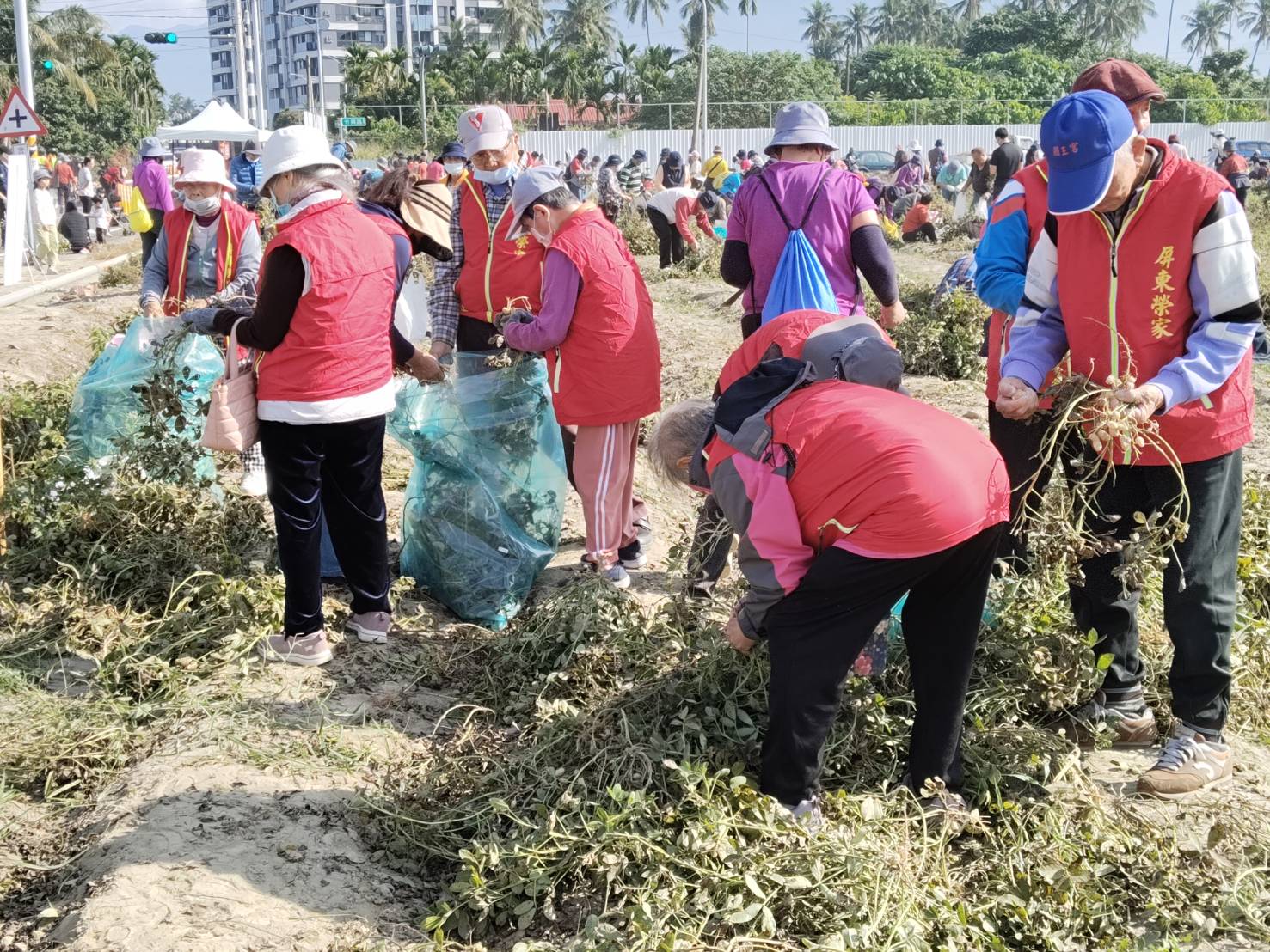 圖2:住民長輩在社區民眾採花生氛圍中享受田園樂