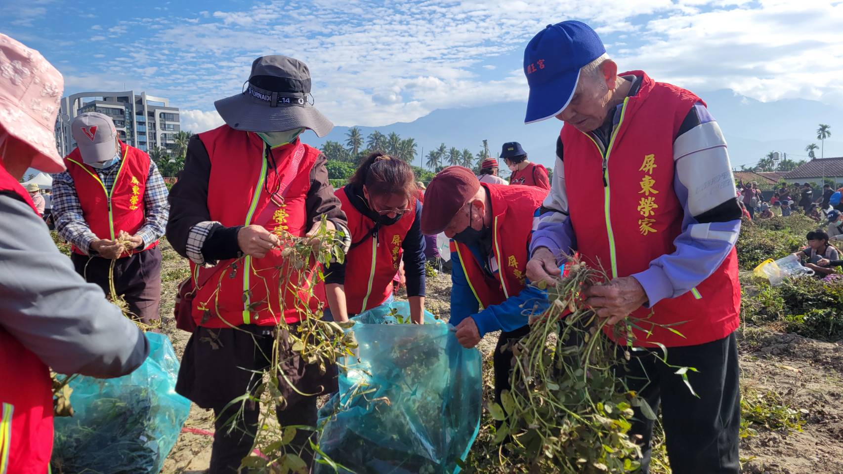 圖4:住民長輩專注採花生分享小時候如何採花生