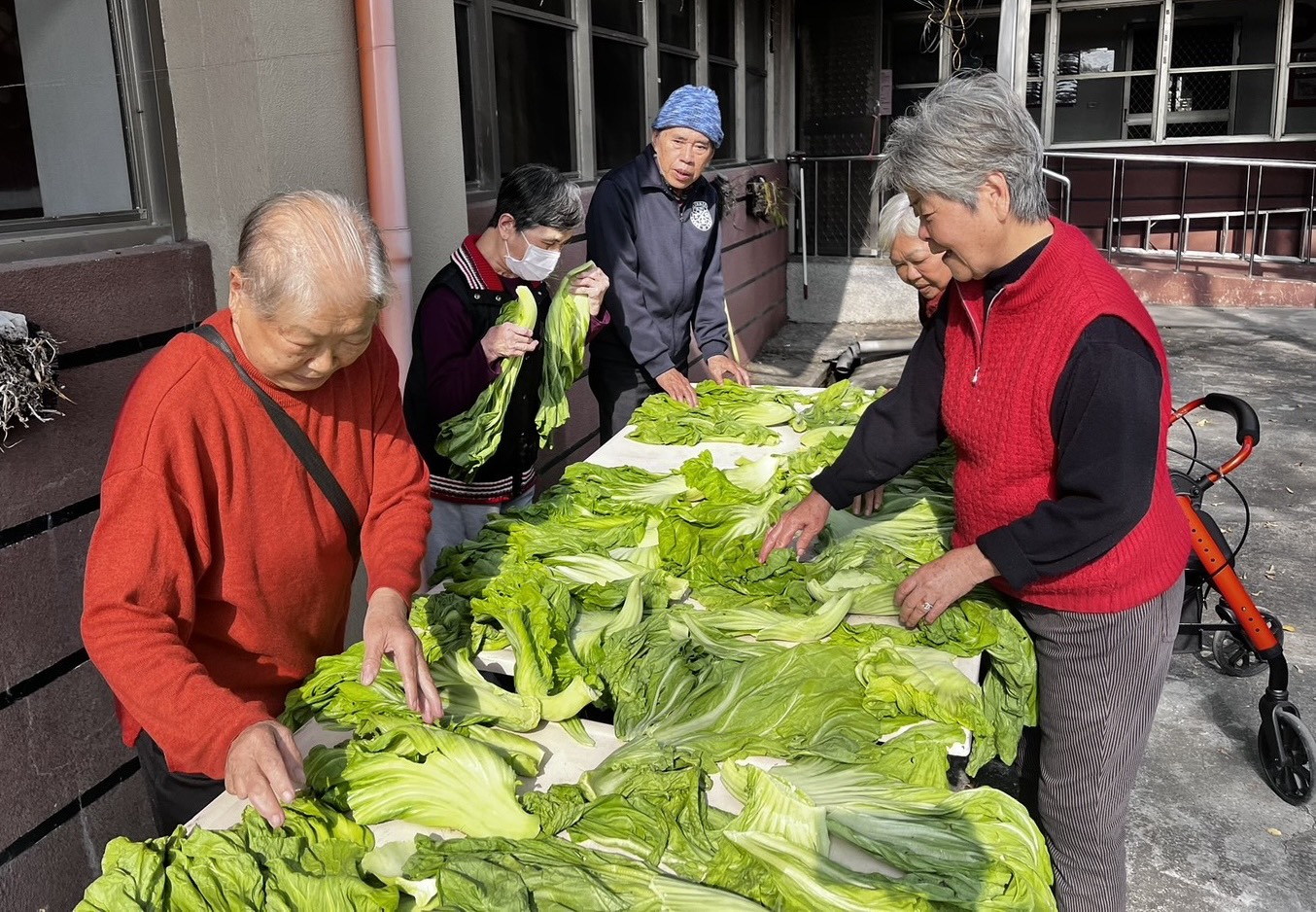 圖6:長輩品頭論足長年菜漂亮大顆