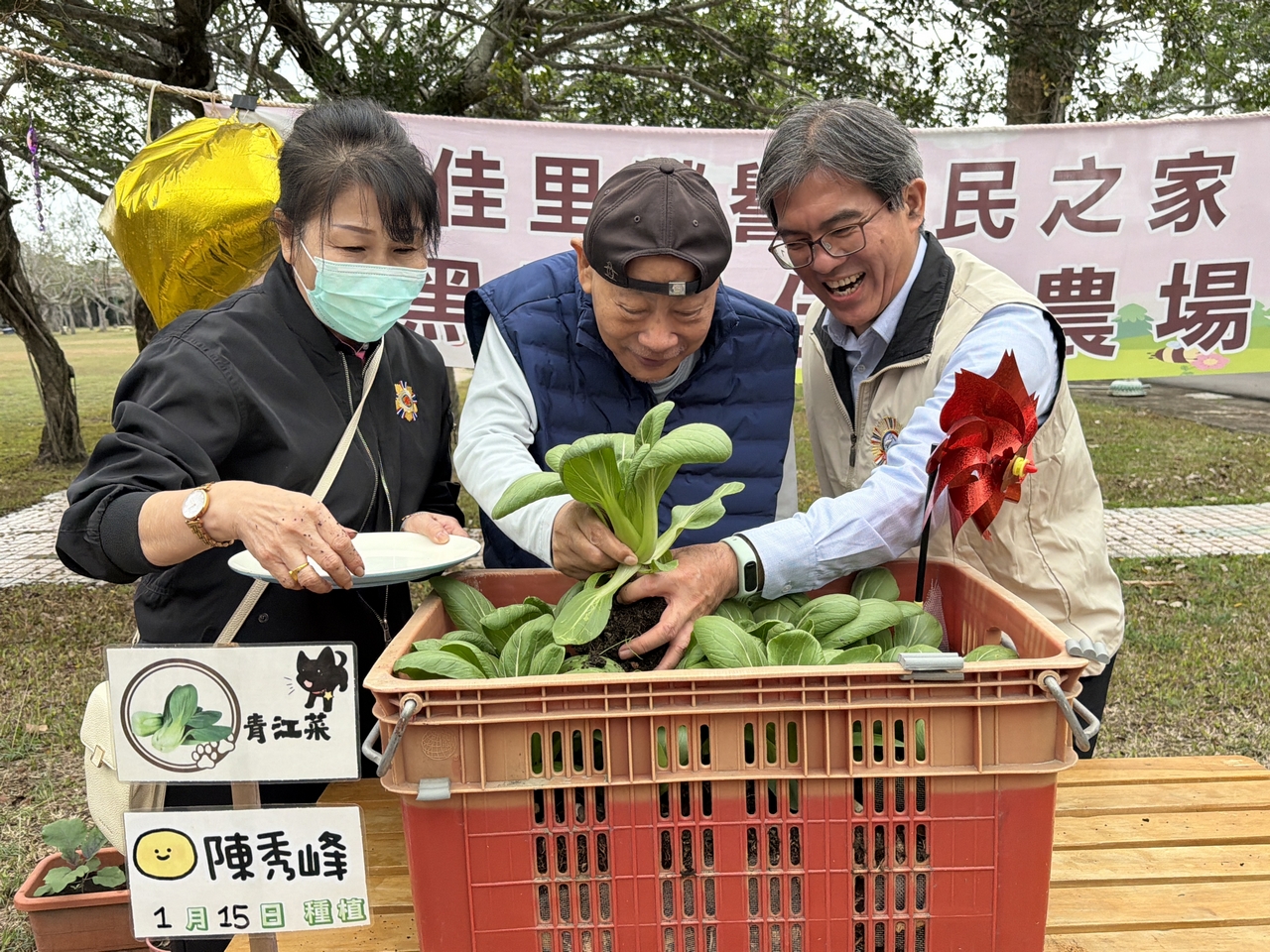 04青江菜大豐收
