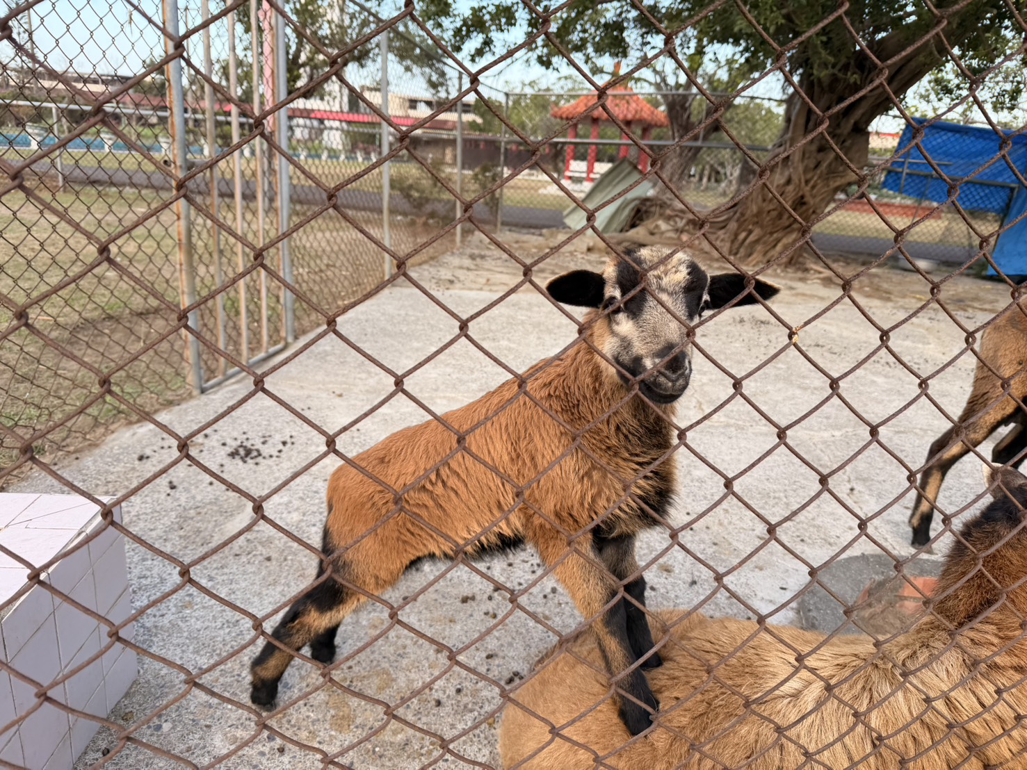115.04.03 「咩」力爆發！佳里榮家黑腹小羊誕生 全民投票選名再送甜甜布丁