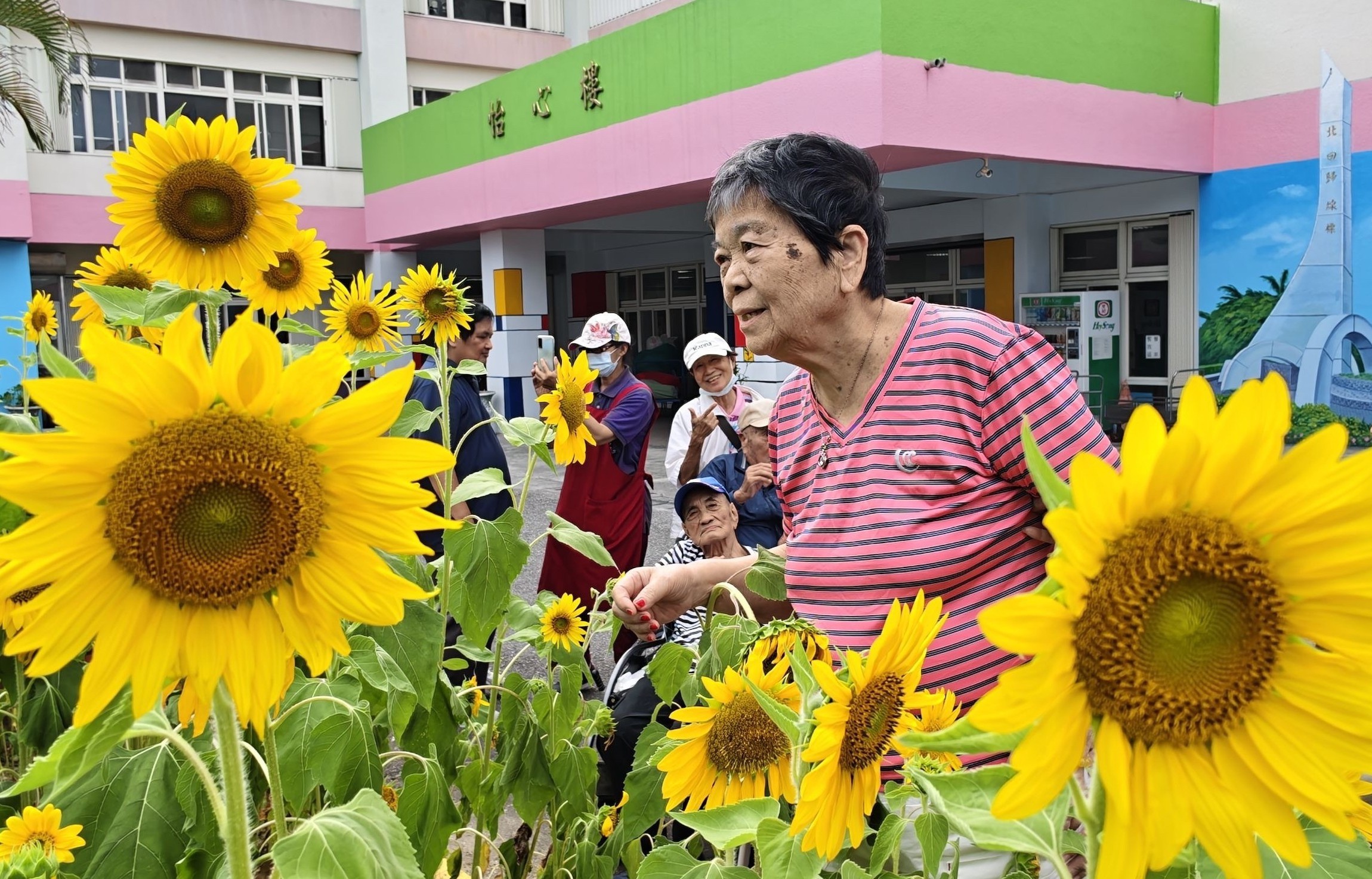 向日葵開滿花蓮榮家 長輩與幼兒攜手共賞金黃花海