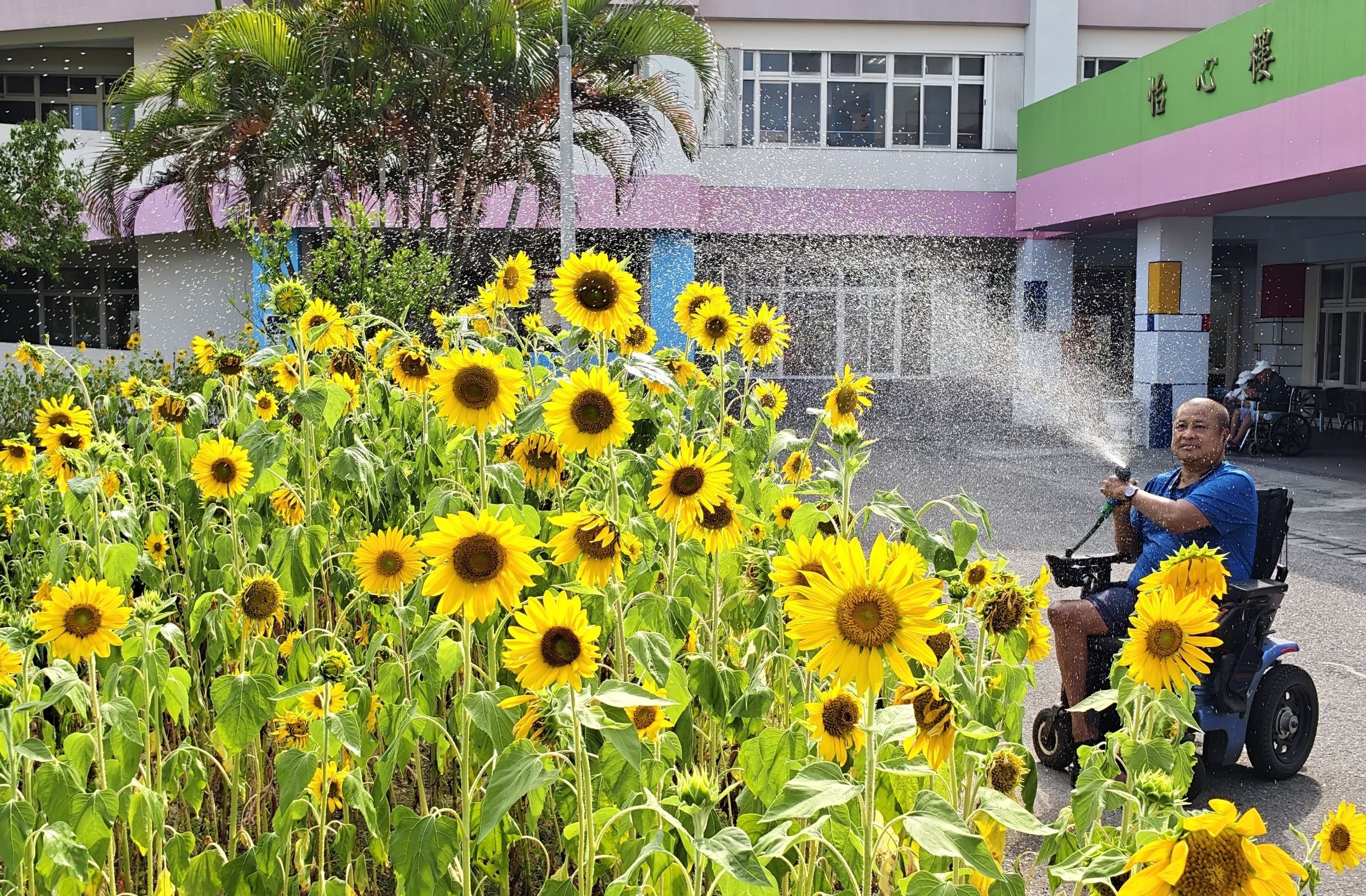 🌻向日葵開滿花蓮榮家 長輩與幼兒攜手共賞金黃花海🌻