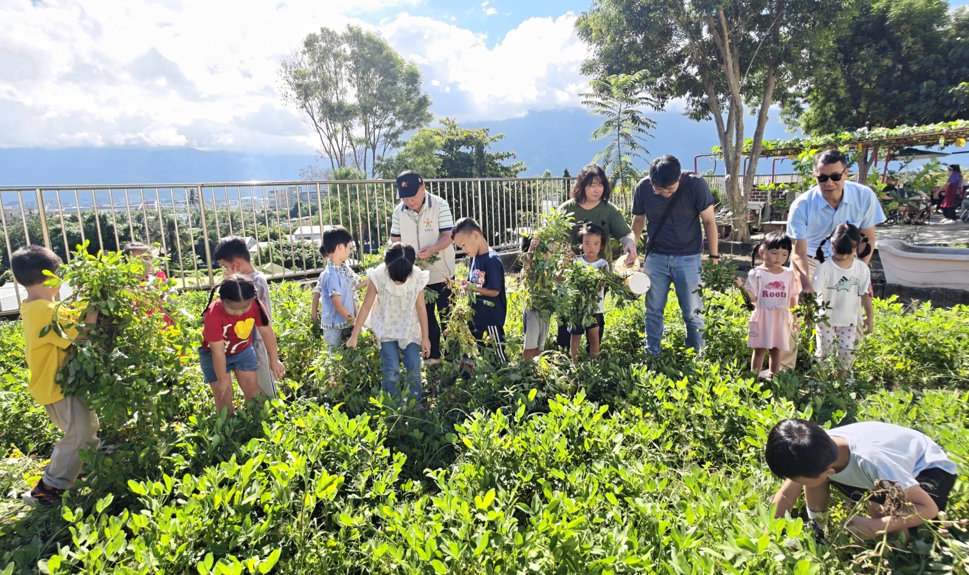 花蓮榮家大手牽小手採花生 老幼共享田園豐收喜悅